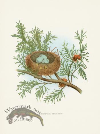 Thomas Gentry Bird 46